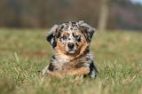 BERGER AUSTRALIEN PUPPIES 763